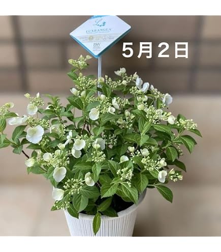 Amazon｜紫陽花 大鉢8号 ラグランジア ブライダルシャワー｜観葉植物